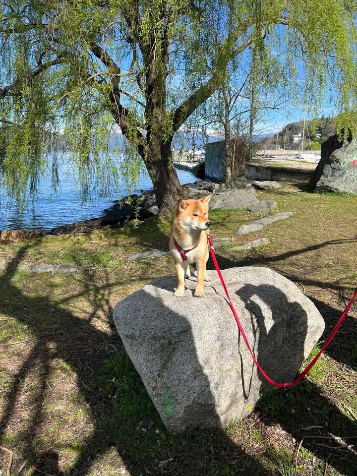 Il raduno degli shiba inu arriva a Ispra