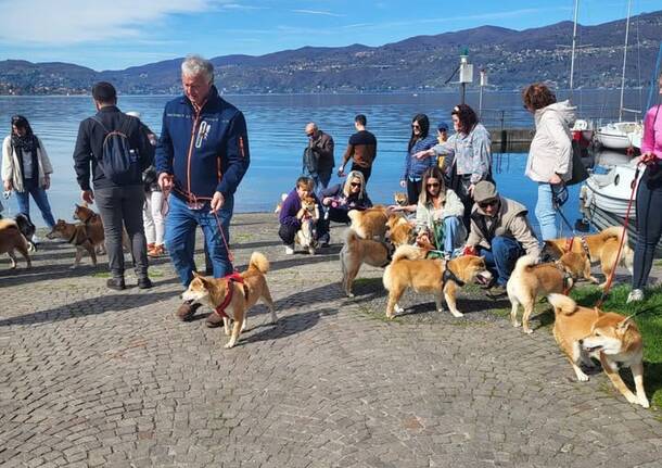 Il raduno degli shiba inu arriva a Ispra