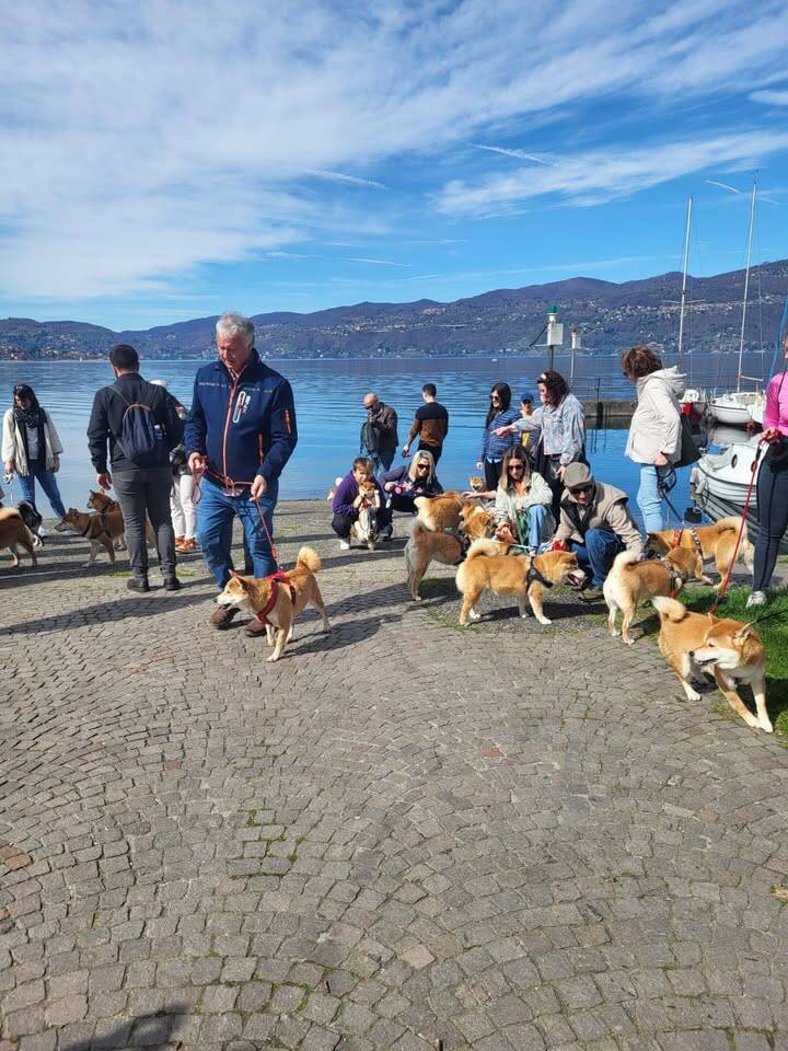 Il raduno degli shiba inu arriva a Ispra