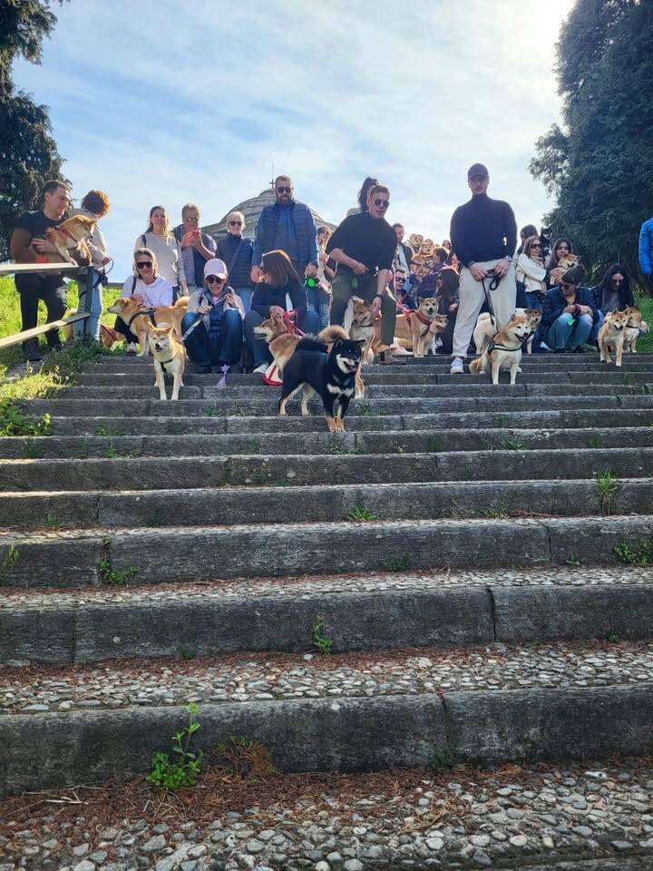 Il raduno degli shiba inu arriva a Ispra