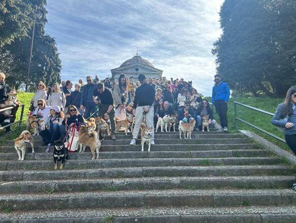 Il raduno degli shiba inu arriva a Ispra