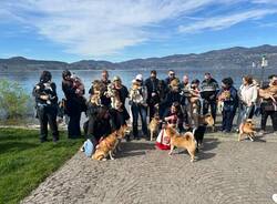 Il raduno degli shiba inu arriva a Ispra