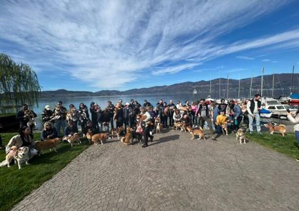 Il raduno degli shiba inu arriva a Ispra