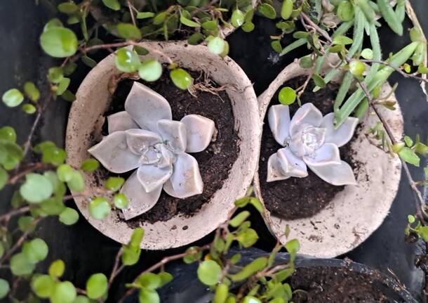 piantine plant crossing