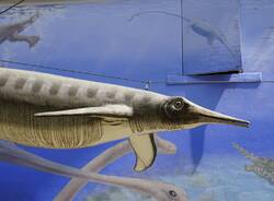 Besano - Museo dei fossili 2025