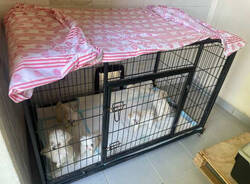 cani sequestrati