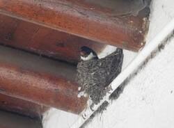 rondine - foto di Federica Purgato