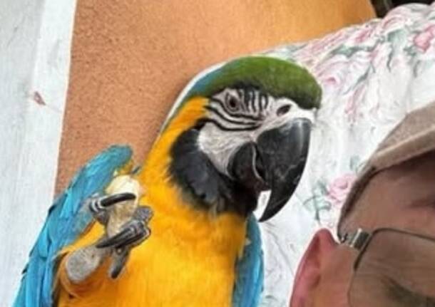 ara smarrita biviglione