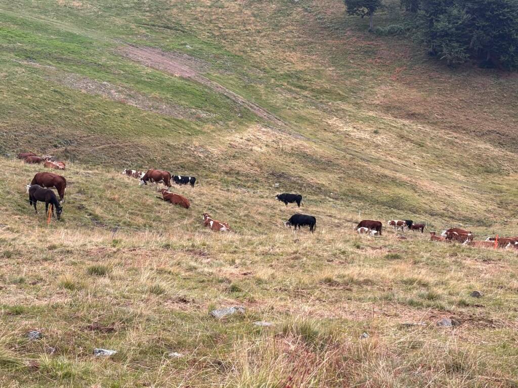 Il cammino di Ermenegildo
