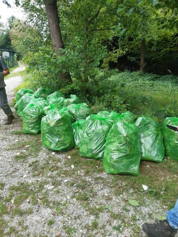 Volontari al lavoro al Golfo della Quassa: pulizia e contenimento delle specie invasive