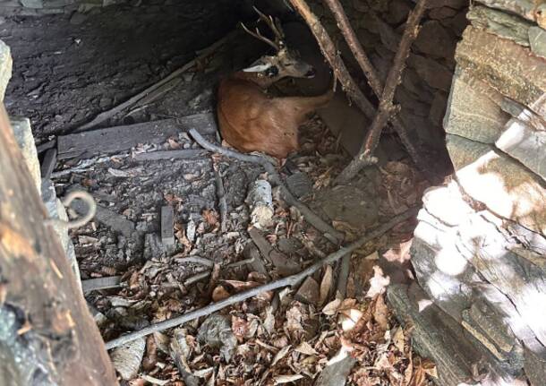 Cervo ferito Veddasca 2025