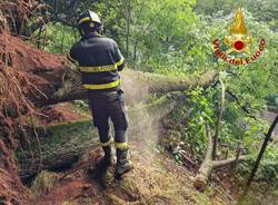 vigili del fuoco taglio pianta luino