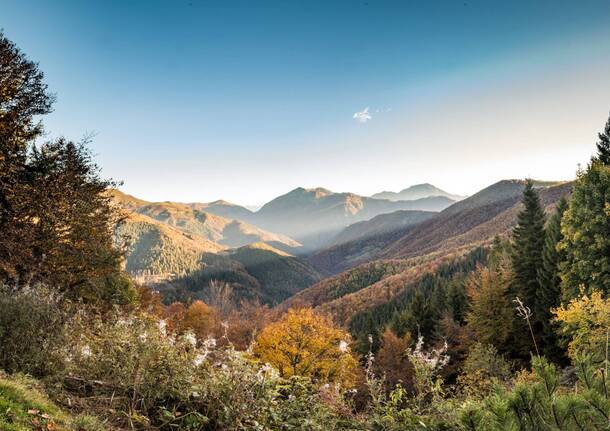 Foliage in Oasi Zegna
