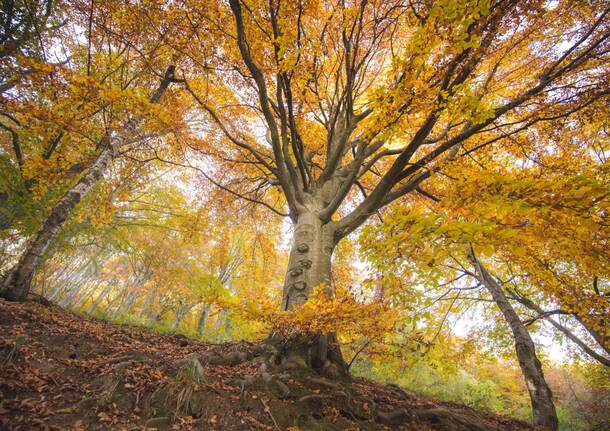Foliage in Oasi Zegna