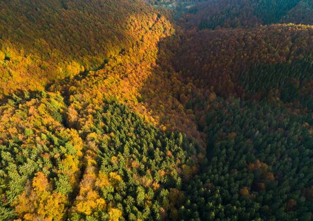 Foliage in Oasi Zegna
