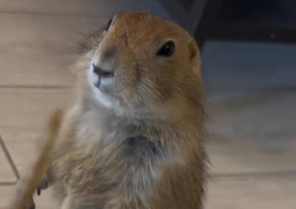 Emma Cane della Prateria di Nestore 