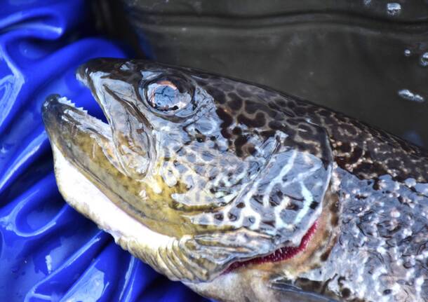 Generico 09 Feb 2026