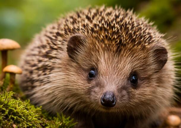 Generico 16 Feb 2026