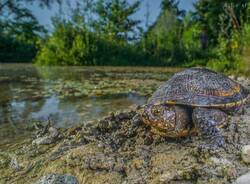 Generico 26 Jan 2026