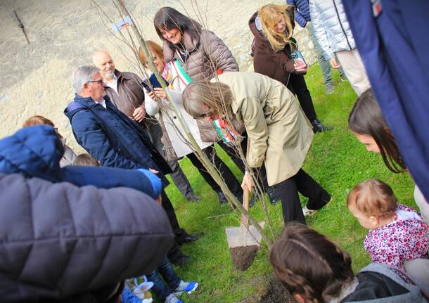 cittiglio albero cycling sport promotion