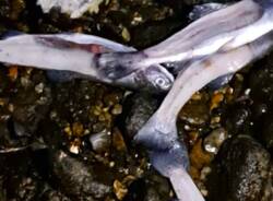 Generico 09 Mar 2026