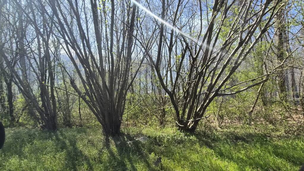 L'incendio tra Corgeno e Vergiate