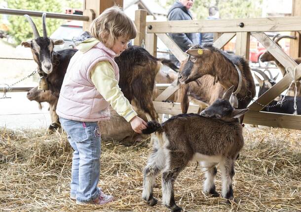 Pasqua a Santa Maria Maggiore: gli appuntamenti dedicati a cibo e divertimento 