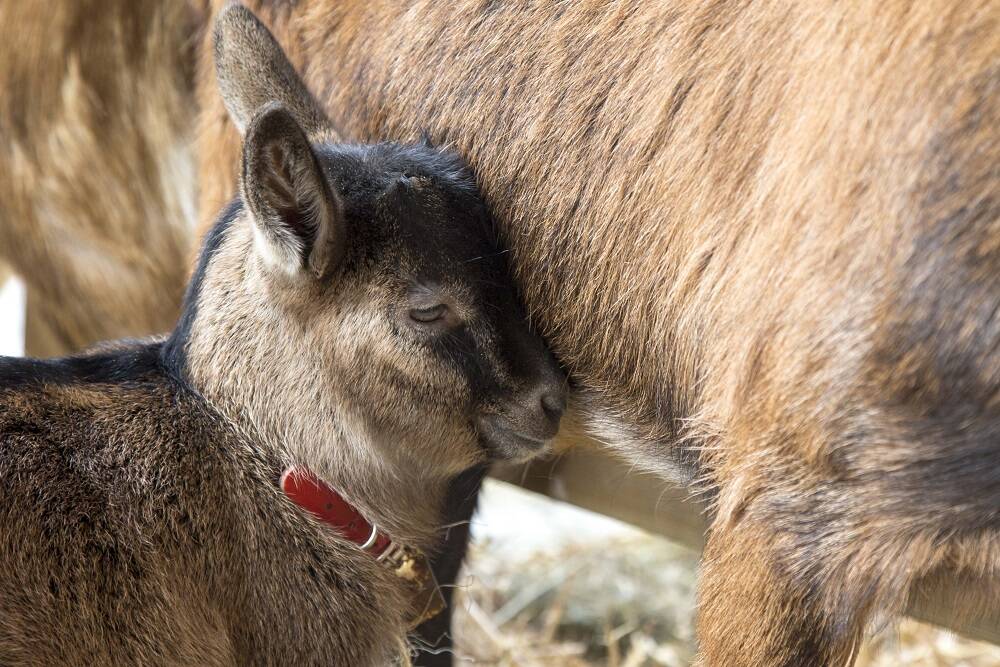 Pasqua a Santa Maria Maggiore: gli appuntamenti dedicati a cibo e divertimento 