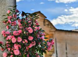 Giornata delle Camelie Villa Della Porta Bozzolo