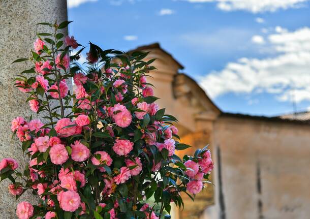 Giornata delle Camelie Villa Della Porta Bozzolo