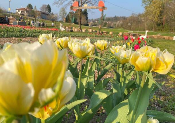 Il Roccolo - Campo di tulipani 