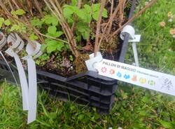 nuovi alberi angera 2026