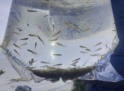 trota marmorata laveno mombello