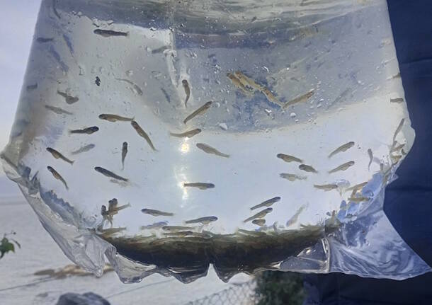 trota marmorata laveno mombello