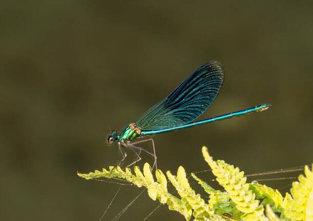 Angera bioblitz 