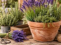 lavanda agricola