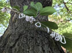 Takahashia japonica (Foto di: Servizio Fitosanitario della Regione Lombardia)   