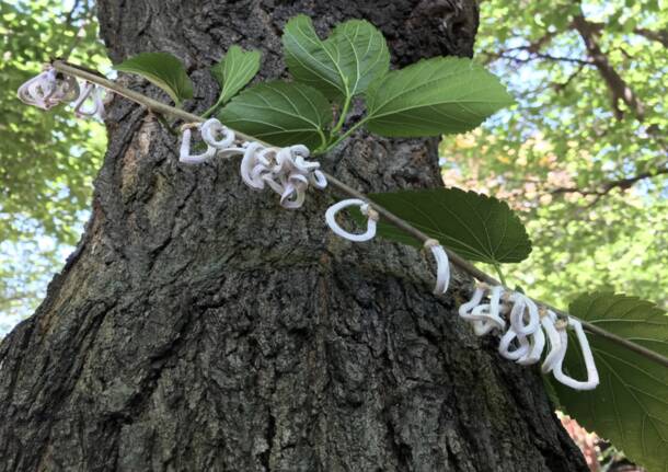 Takahashia japonica (Foto di: Servizio Fitosanitario della Regione Lombardia)   