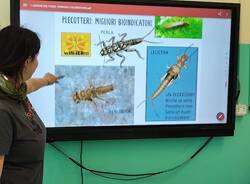 Progetto \"Life Predator\": gli studenti dell\'IC \"Curti\" di Gemonio alla scoperta del pesce siluro