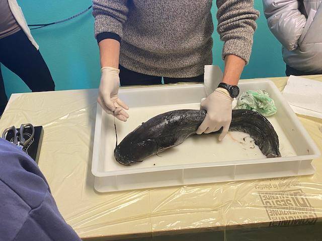 Progetto \"Life Predator\": gli studenti dell\'IC \"Curti\" di Gemonio alla scoperta del pesce siluro