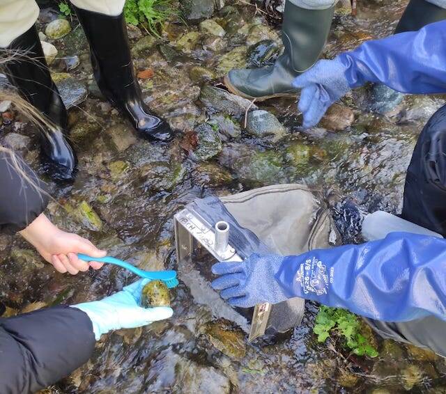 Progetto \"Life Predator\": gli studenti dell\'IC \"Curti\" di Gemonio alla scoperta del pesce siluro