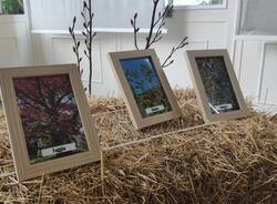A trillion tree: la mostra di Martina Forni che parla di alberi e umani