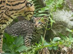 cucciolo di ocelot torbiera