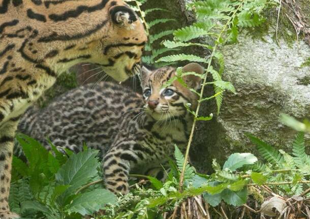 cucciolo di ocelot torbiera 