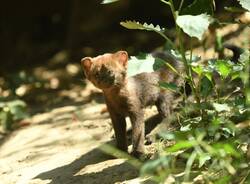 jaguarundi