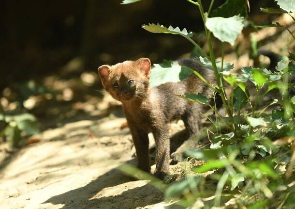 jaguarundi