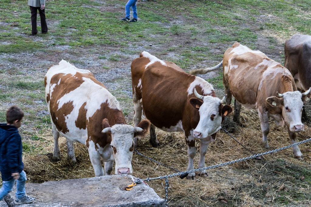 BiancoLatte torna a Crodo: due giorni tra Bettelmatt, produttori e tradizioni dell'Alta Ossola
