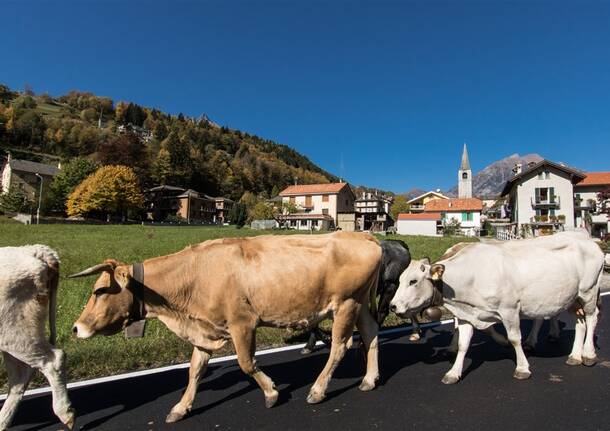 BiancoLatte torna a Crodo: due giorni tra Bettelmatt, produttori e tradizioni dell’Alta Ossola