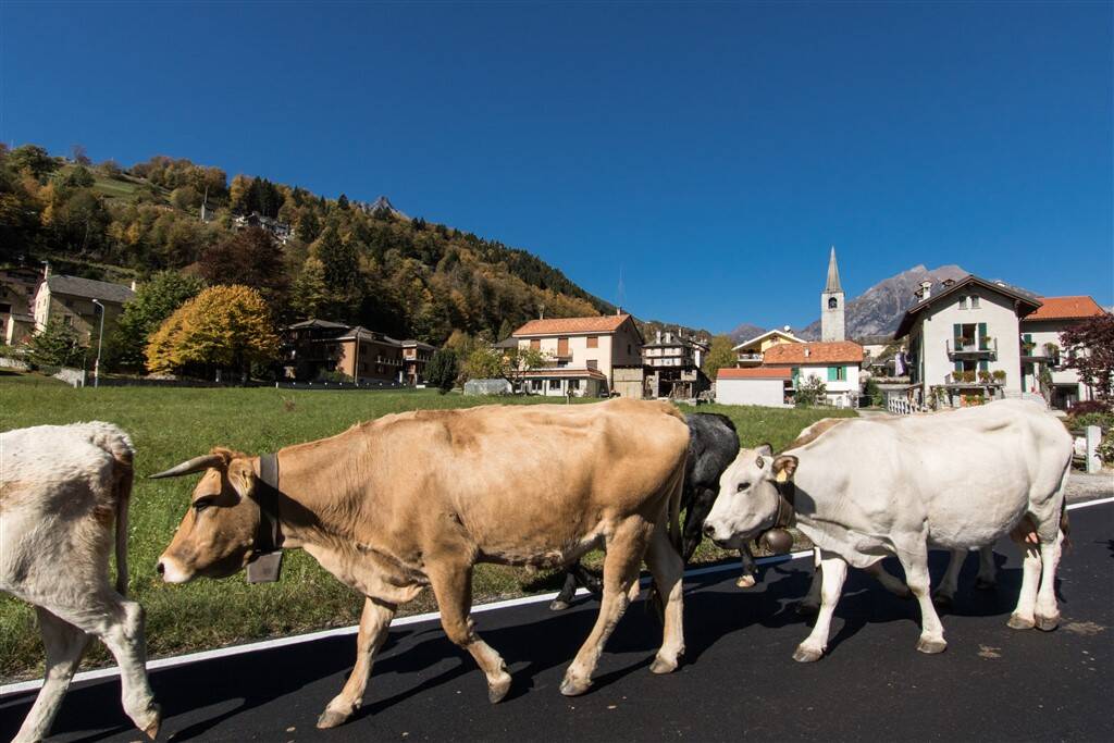 BiancoLatte torna a Crodo: due giorni tra Bettelmatt, produttori e tradizioni dell'Alta Ossola