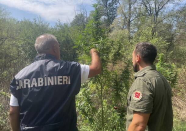 carabinieri novara cannabis